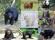 Quiz Culture autour de l'ours