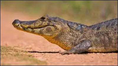 Sur cette image, vous pouvez voir un alligator.