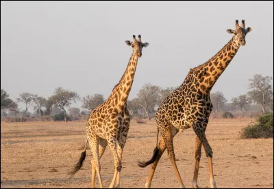 La girafe ne bâille pas :