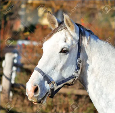 Quelle est la couleur de la robe du cheval ci-dessus ?