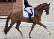 Quiz Galop 2 / Les parties du corps du cheval et du poney