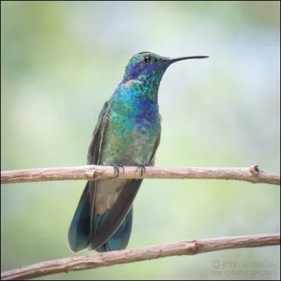 À quelle famille appartient le plus petit oiseau du monde ?