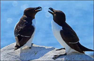 Dans quel hémisphère vit le pingouin ?