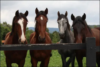 Pour commencer, aimes-tu les chevaux et/ou les poneys ?