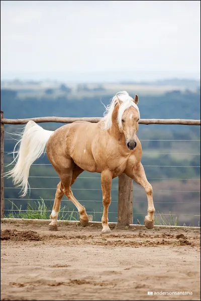 Quelle est la robe de ce cheval ?