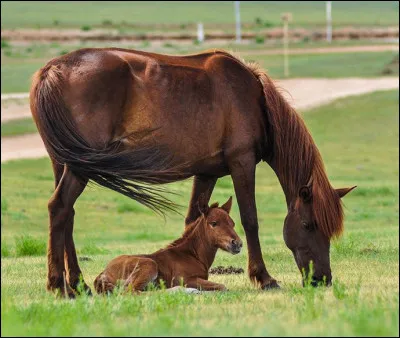 Comment appelle-t-on le petit du cheval ?