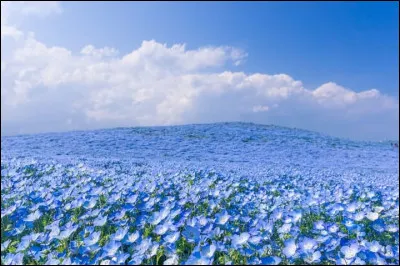 Comment dit-on "bleu" en japonais ?