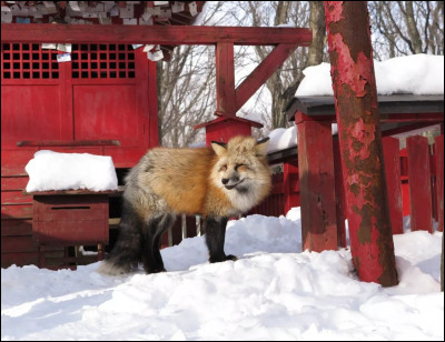 Quiz Les Animaux En Japonais - Langues étrangères