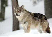 Quiz 15 questions sur le loup