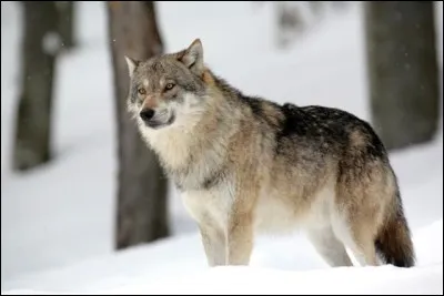 Le loup appartient à la famille des félidés.