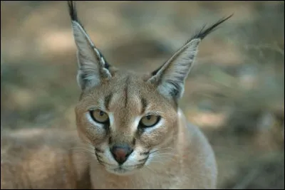 Quel est cet animal ?