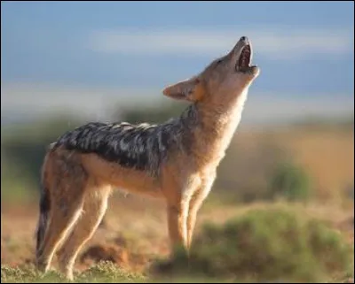 Quel est cet animal ?