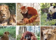 Quiz On rend visite aux animaux du zoo ? (quiz rapidit)