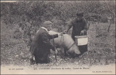 Commençons avec un ''diamant'' : la truffe.
Pour conserver les truffes, que faut-il ne pas faire avant de les mettre en bocaux et de stériliser ?