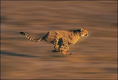 Le guépard peut courir jusqu'à :