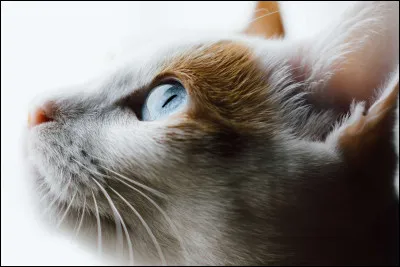 Vrai ou faux ? En général, un chat dort plus de quinze heures par jour.