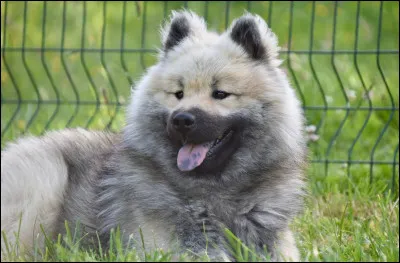 À quelle famille le chien appartient-il ?