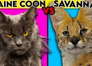 Quiz Savannah ou Maine coon ?