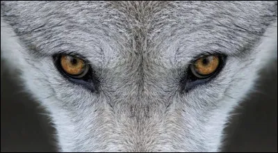 Déjà, facile, comment dit-on "loup" en anglais ?