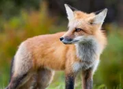 Quiz Le renard, tu connais ?