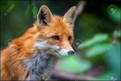 Pour commencer, "renard" en anglais, se traduit par :