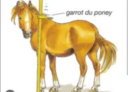 Quiz Quelques infos sur les chevaux !