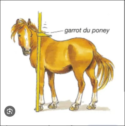 Quel est le nom de l'endroit où l'on mesure le cheval ?