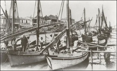 On sait qu'il existe une variété de barques de pêche que l'on appelle les pointus.
Mais l'une d'entre elles a un nom, qui m'a toujours fait sourire. Si j'en connais le nom plutôt emblématique, c'est pour avoir mes entrées à Sète.
Avec quel animal, pas le moins du monde marin, est-elle comparée en raison de son éperon à la proue ?