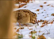 Quiz Retrouvez le nom d'un animal