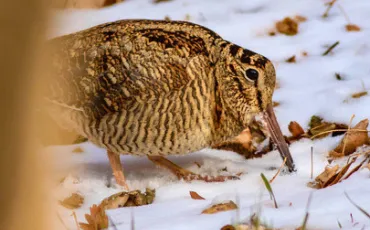 Quiz Animaux