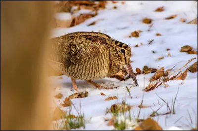 On commence facile, on lui a donné un surnom, la belle mordorée, reconnaissez-vous cet animal ?