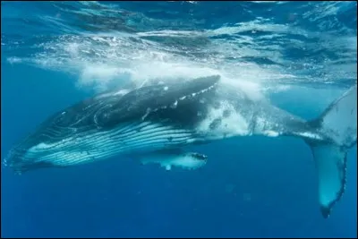 Combien pèse environ une baleine bleue ?