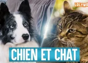 Test Es-tu plutt chien ou chat ?