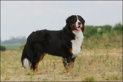 Quelle est cette race de chien ?