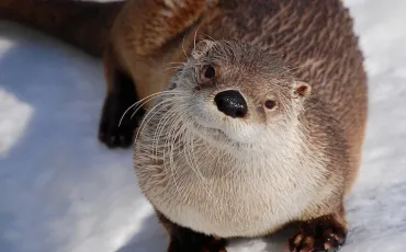 Quiz Animaux