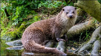 Quelle taille fait la loutre d'Europe ?