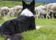 Test Quel chien de berger es-tu ?