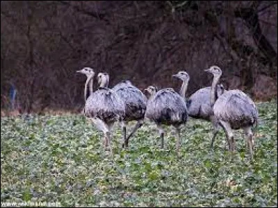 Commencez par identifier cet oiseau, et peut-être alors que vous trouverez son pays !