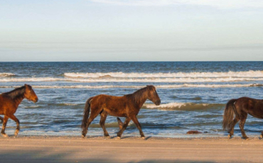 Quiz Chevaux