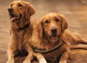 Quiz Le Golden retriever