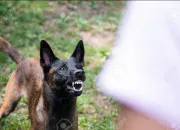 Test Quelle race de chien est faite pour toi ?