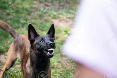 Pour un chien, tu préfères...