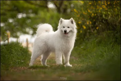 Quelle est cette race de chien ?