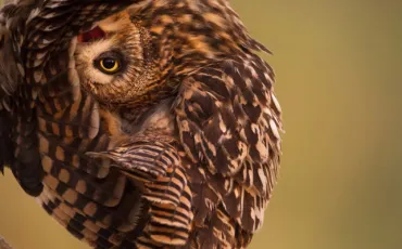 Quiz Animaux bizarres