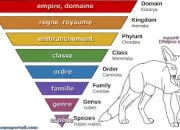 Quiz La taxonomie linenne de l'tre humain