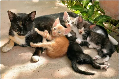 On va dire que tu es un chaton dans la pouponnière du clan du Tonnerre. Choisis ton nom.