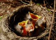 Quiz Vrai ou faux sur les oiseaux de France