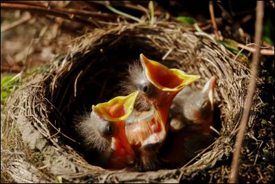 Les oiseaux font tous des nids :