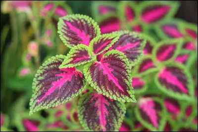 Pour commencer savez-vous depuis combien d'années les premières plantes sont apparues sur terre ?