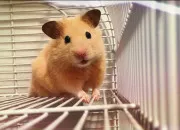 Quiz Tout savoir sur les hamsters